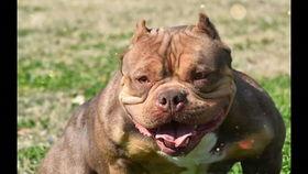 娱乐吃瓜君小奶狗,揭秘娱乐圈那些不为人知的幕后故事